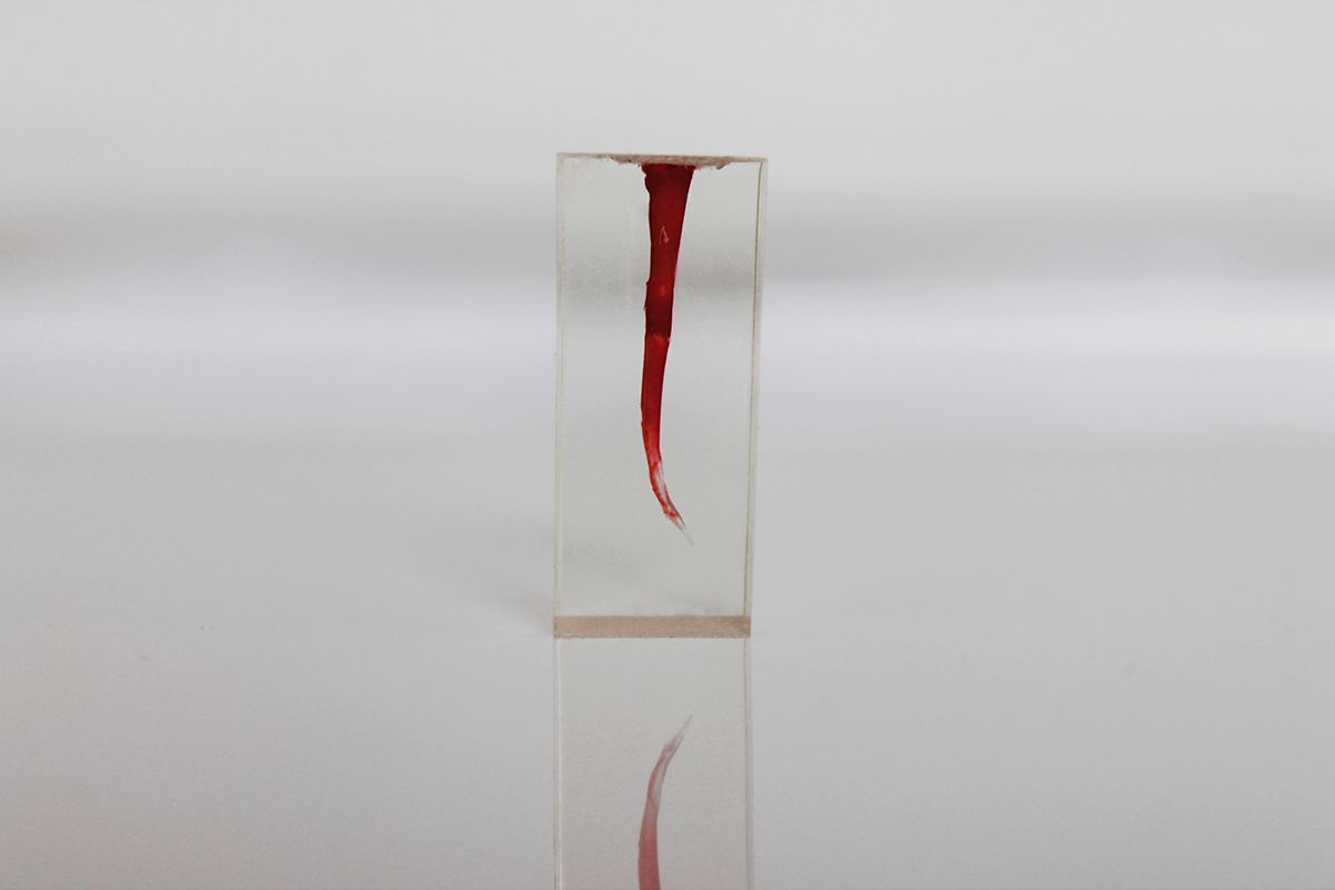 Зуб для обучения в ассортименте (1 шт) 05 Зуб для обучения в ассортименте (1 шт) 05