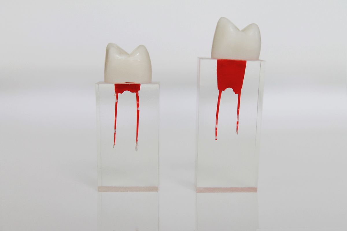 Зуб для обучения в ассортименте (1 шт) 03 Зуб для обучения в ассортименте (1 шт) 03