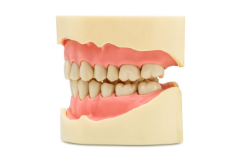 Фантомная челюсть JG-J2 Фантомная челюсть JG-J2