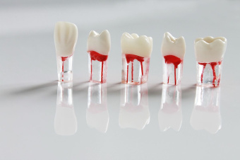 Зуб для обучения в ассортименте (1 шт) 01 Зуб для обучения в ассортименте (1 шт) 01